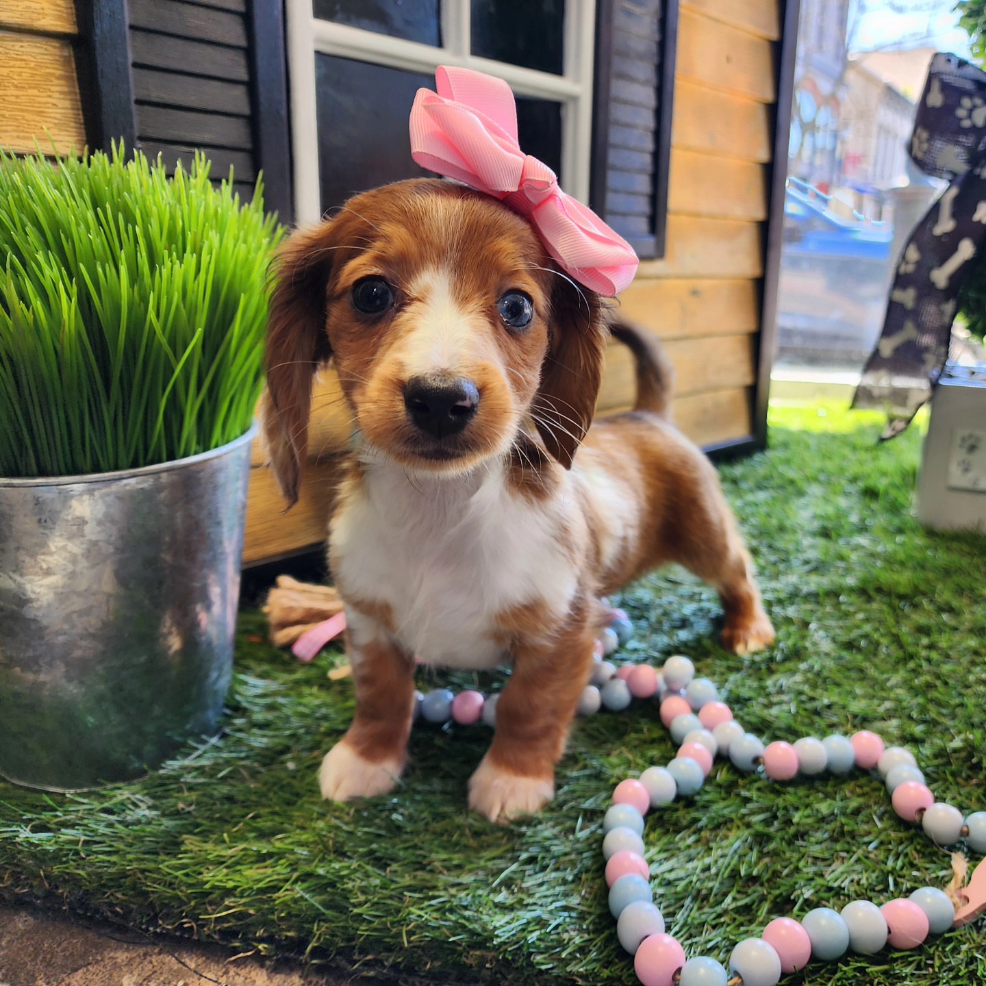 dachshund puppies for sale