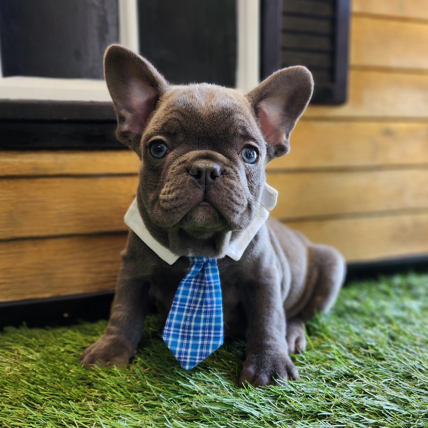 french bulldog for sale